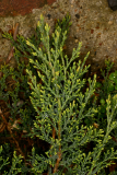 Juniperus communis 'Green Carpet' RCP04-06 (424).jpg